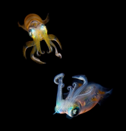 Picture of SEA JEWELS