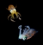 Picture of SEA JEWELS