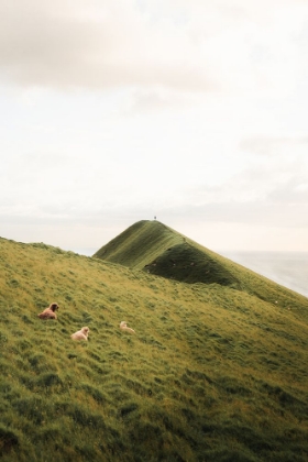 Picture of MOUNTAIN GRAZERS
