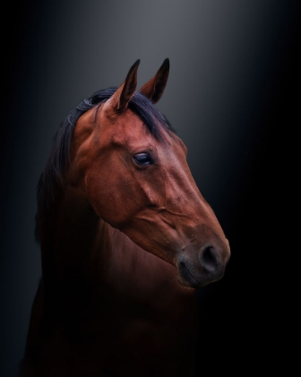 Picture of BROWN BEAUTY