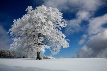 Picture of WHITE WINDBUCHE IN BLACK FOREST
