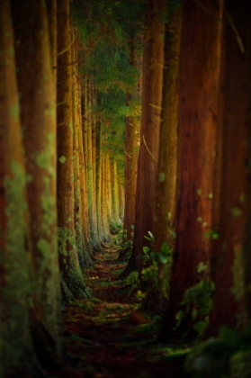 Picture of FOREST