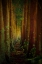 Picture of FOREST