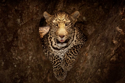 Picture of LEOPARD RESTING ON A TREE AT MASAI MARA