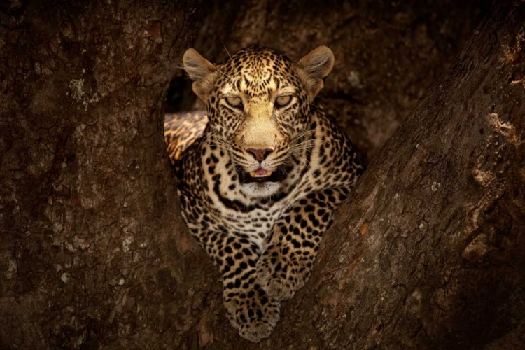 Picture of LEOPARD RESTING ON A TREE AT MASAI MARA