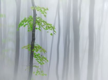 Picture of THE FOG AND LEAVES