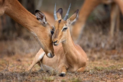 Picture of A MOMENT OF LOVE