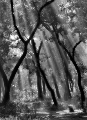 Picture of ENCHANTED FOREST ...