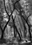 Picture of ENCHANTED FOREST ...