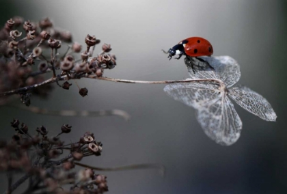 Picture of LADYBIRD ON HYDRANGEA.