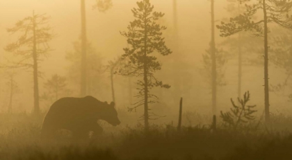 Picture of MORNING FOG
