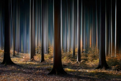Picture of MYSTIC WOOD