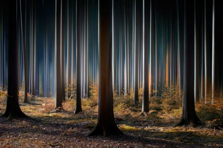 Picture of MYSTIC WOOD