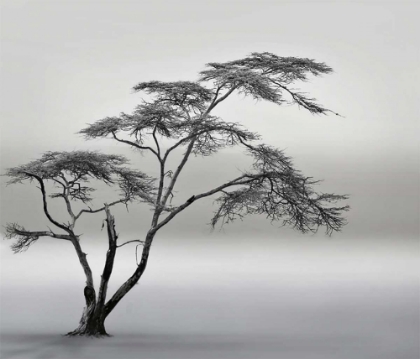 Picture of A VERY LONG STORY