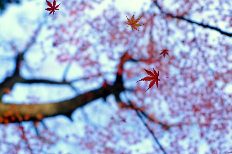 Picture of HEIRINJI