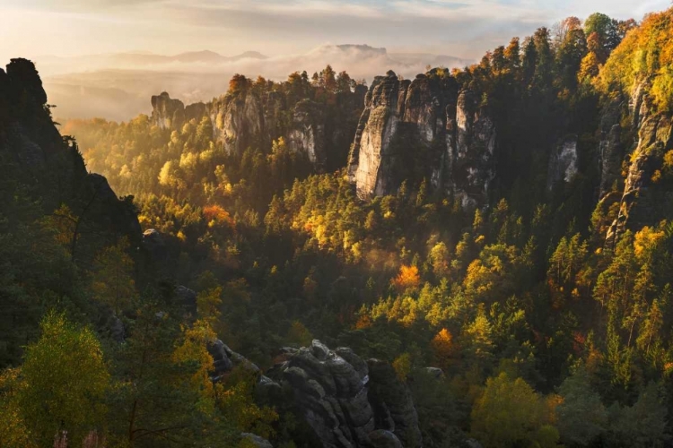 Picture of FOREST WHISPERS