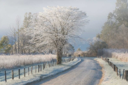 Picture of A FROSTY MORNING