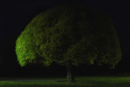 Picture of MUSHROOM TREE