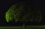 Picture of MUSHROOM TREE
