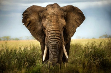 Picture of ENCOUNTERS IN SERENGETI