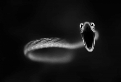 Picture of VINE SNAKE STRIKE