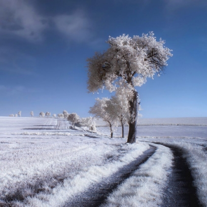 Picture of WINTER IN SUMMER