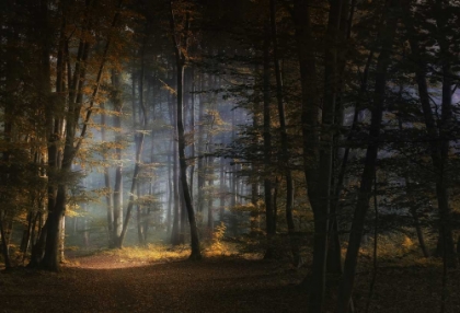 Picture of NOVEMBER MORNING