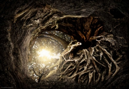 Picture of UNDER THE TREES #1