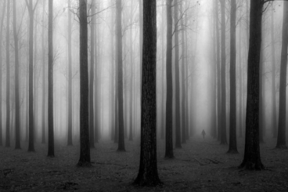 Picture of IN A FOG