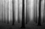 Picture of IN A FOG