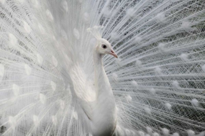 Picture of AS WHITE AS SNOW