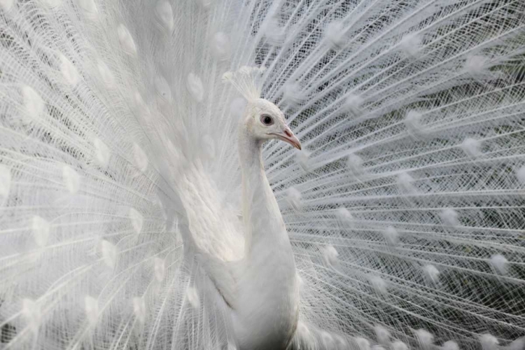 Picture of AS WHITE AS SNOW