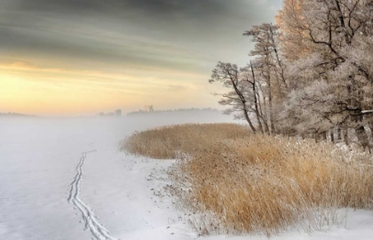 Picture of MISTY WINTER MORNING