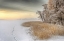 Picture of MISTY WINTER MORNING