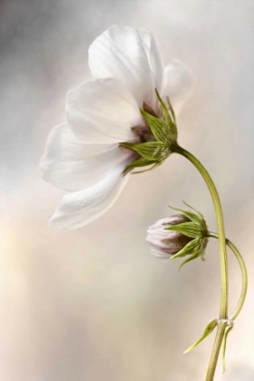 Picture of COSMOS