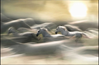 Picture of MORNING DREAM