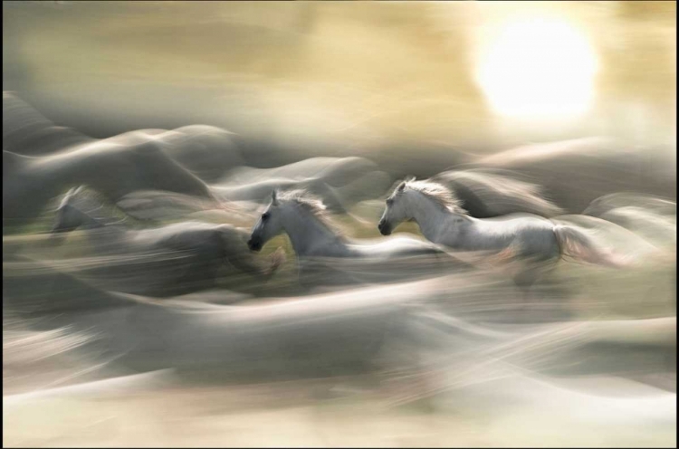 Picture of MORNING DREAM