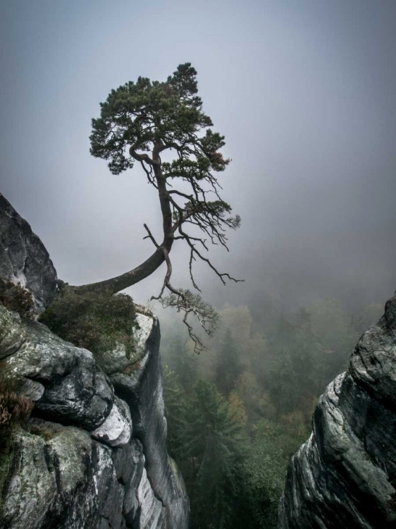 Picture of AGAINST THE ODDS