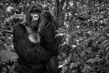 Picture of KWITONDA SILVERBACK