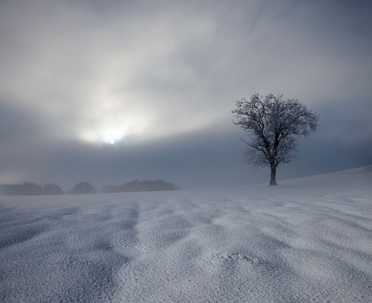 Picture of WINTER IMPRESSION