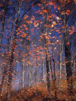 Picture of AUTUMN LEAVES