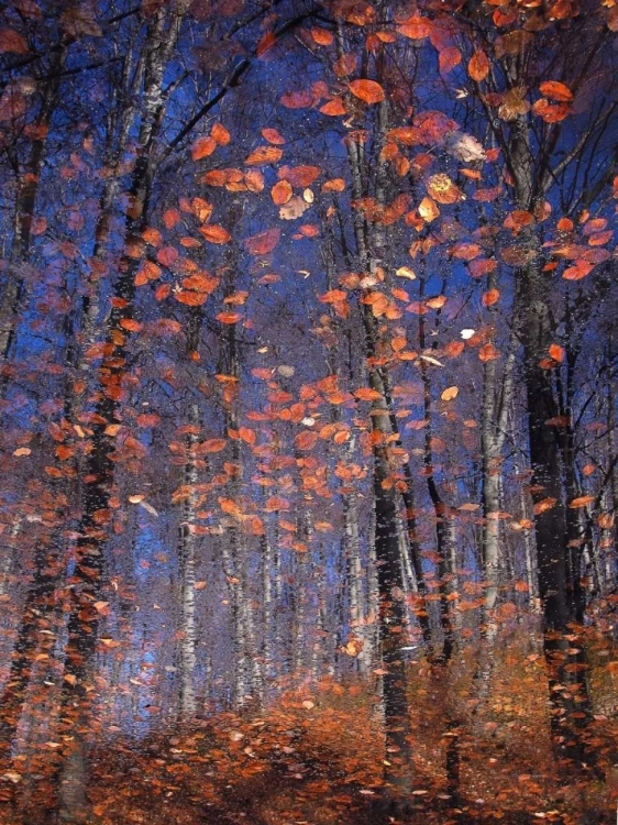 Picture of AUTUMN LEAVES