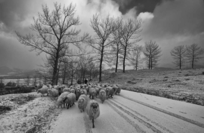 Picture of PASTORAL