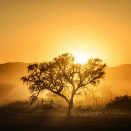 Picture of GOLDEN SUNRISE