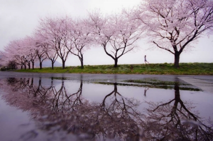 Picture of RAIN OF SPRING