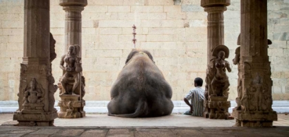 Picture of THE ELEPHANT AND ITS MAHOT