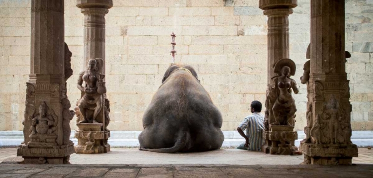 Picture of THE ELEPHANT AND ITS MAHOT