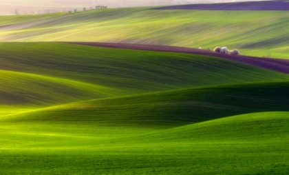Picture of VERDANT LAND