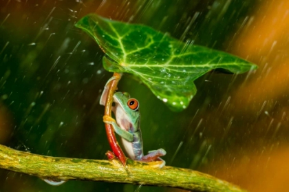 Picture of OHH NOO - ITS RAINING