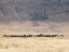 Picture of INCREDIBLE MAASAI